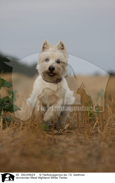 rennender West Highland White Terrier / running West Highland White Terrier / DG-04624