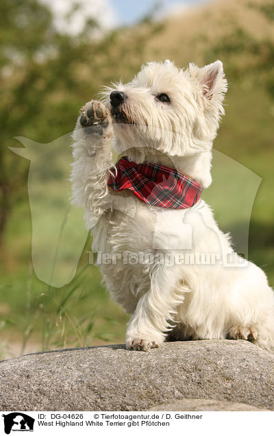 West Highland White Terrier gibt Pftchen / West Highland White Terrier gives paw / DG-04626