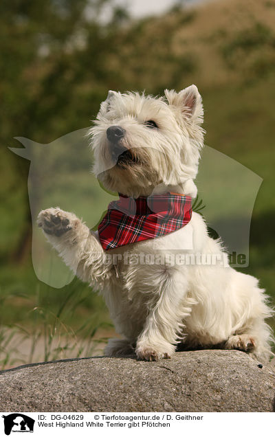 West Highland White Terrier gibt Pf�tchen / West Highland White Terrier gives paw / DG-04629
