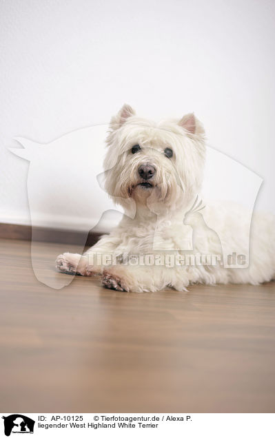 liegender West Highland White Terrier / AP-10125