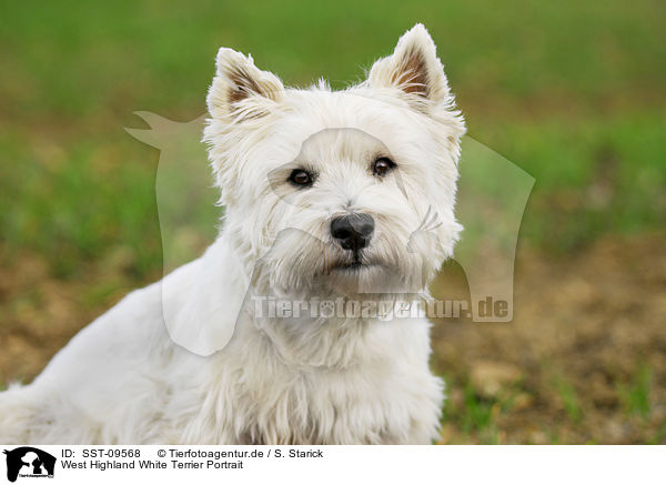 West Highland White Terrier Portrait / SST-09568