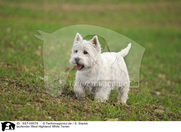 laufender West Highland White Terrier / SST-09576