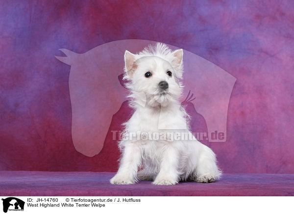 West Highland White Terrier Welpe / West Highland White Terrier Puppy / JH-14760