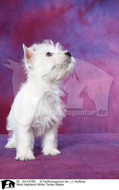 West Highland White Terrier Welpe / West Highland White Terrier Puppy / JH-14766