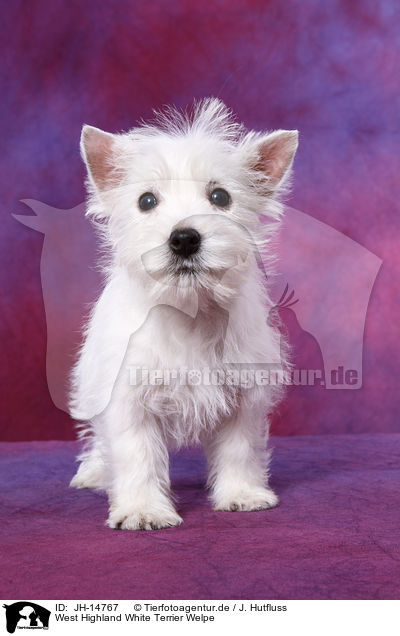 West Highland White Terrier Welpe / JH-14767
