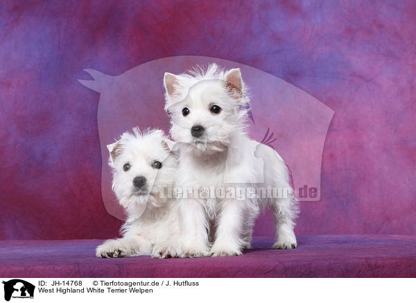 West Highland White Terrier Welpen / West Highland White Terrier Puppies / JH-14768