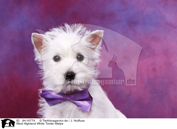 West Highland White Terrier Welpe / West Highland White Terrier Puppy / JH-14774