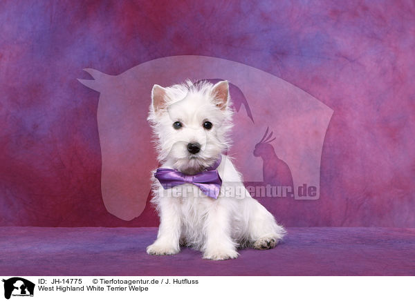 West Highland White Terrier Welpe / West Highland White Terrier Puppy / JH-14775