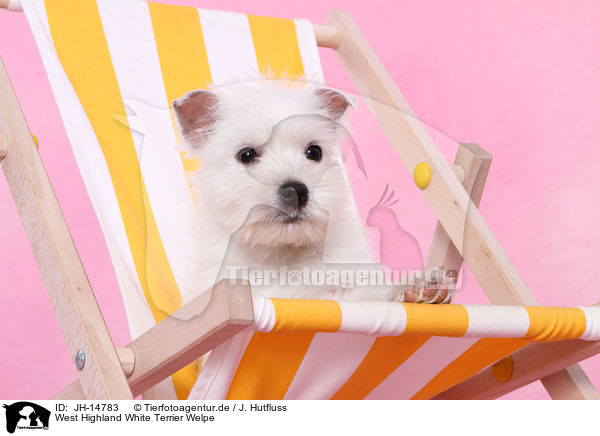 West Highland White Terrier Welpe / JH-14783