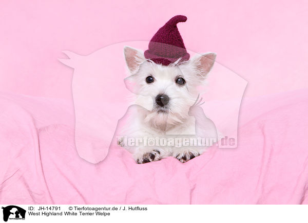 West Highland White Terrier Welpe / JH-14791