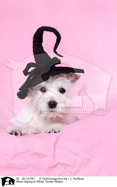 West Highland White Terrier Welpe / JH-14797