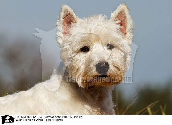 West Highland White Terrier Portrait / West Highland White Terrier Portrait / KMI-03242