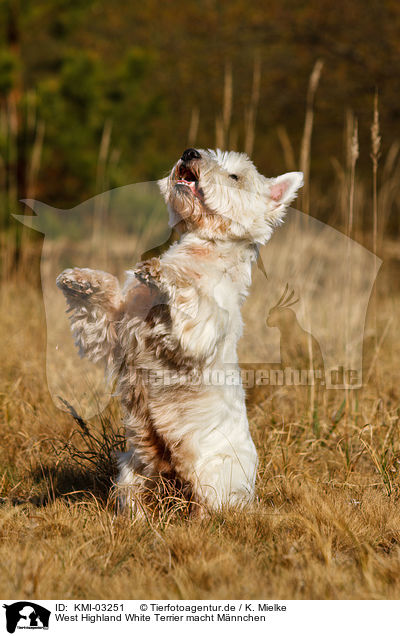 West Highland White Terrier macht Mnnchen / KMI-03251