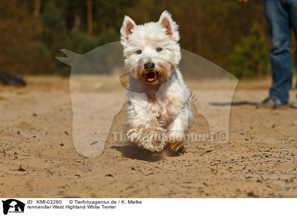 rennender West Highland White Terrier / running West Highland White Terrier / KMI-03260