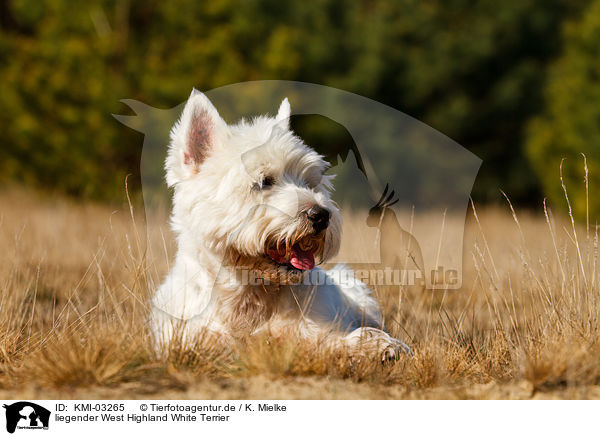 liegender West Highland White Terrier / lying West Highland White Terrier / KMI-03265