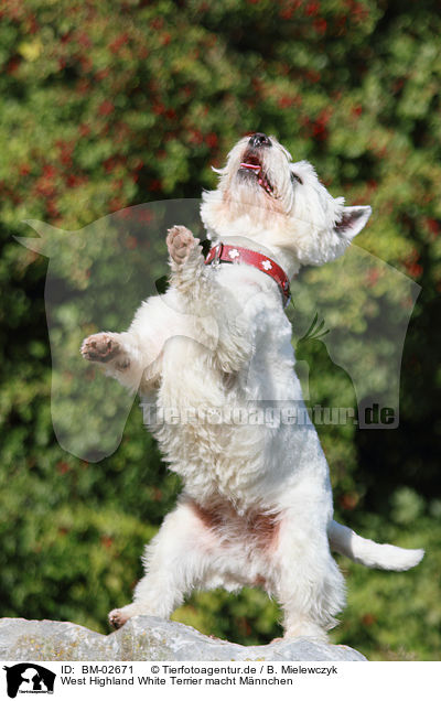 West Highland White Terrier macht Mnnchen / BM-02671