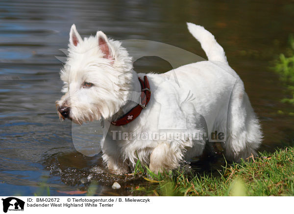 badender West Highland White Terrier / bathing West Highland White Terrier / BM-02672