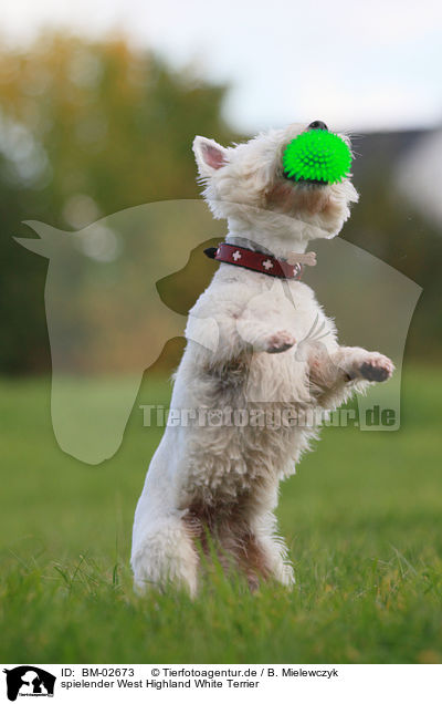 spielender West Highland White Terrier / playing West Highland White Terrier / BM-02673