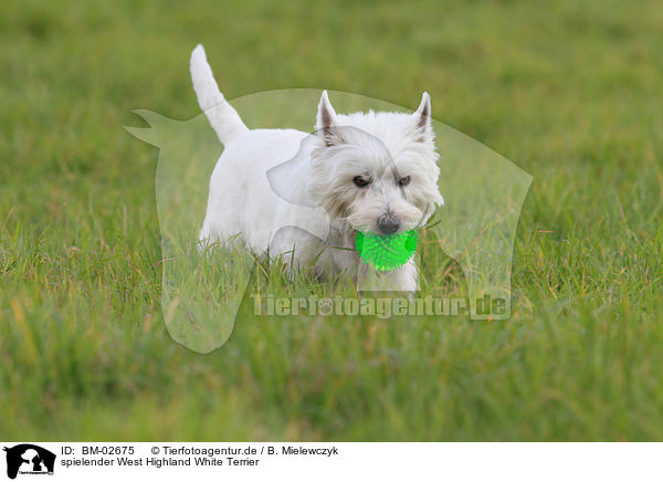spielender West Highland White Terrier / playing West Highland White Terrier / BM-02675