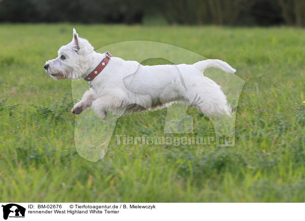 rennender West Highland White Terrier / running West Highland White Terrier / BM-02676