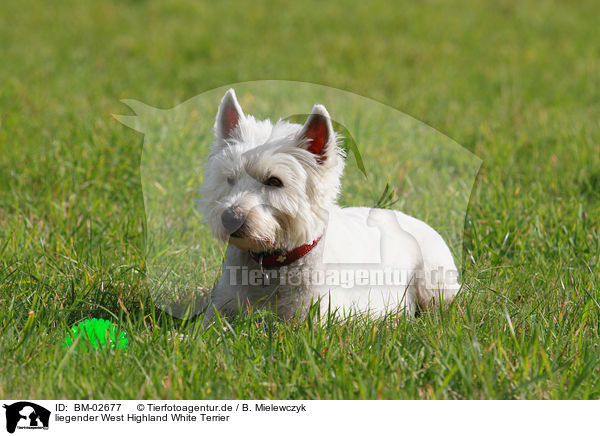 liegender West Highland White Terrier / lying West Highland White Terrier / BM-02677