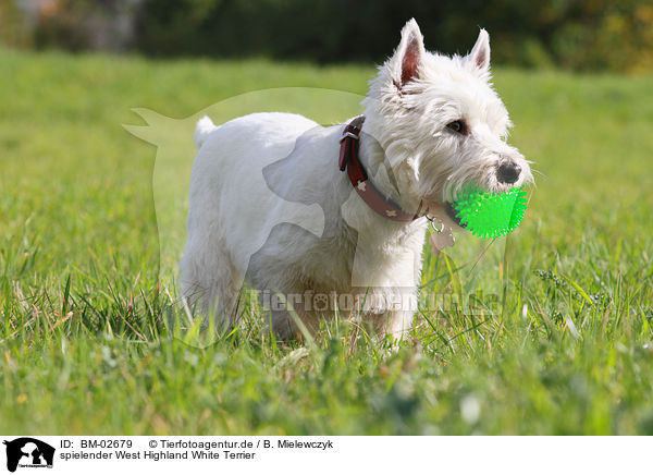 spielender West Highland White Terrier / playing West Highland White Terrier / BM-02679