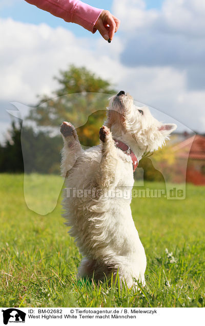 West Highland White Terrier macht Mnnchen / West Highland White Terrier shows trick / BM-02682
