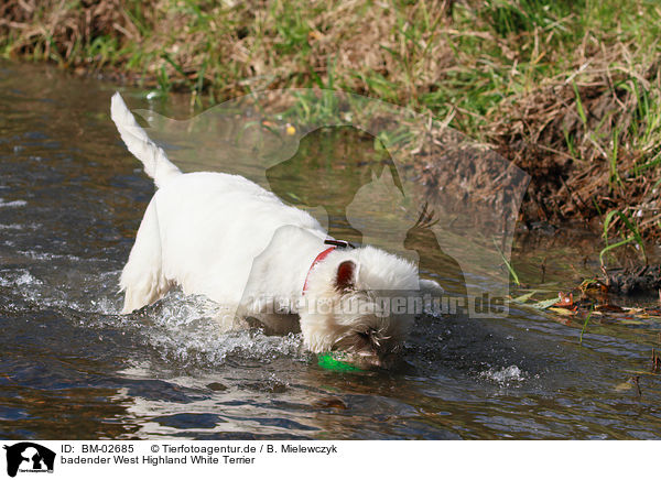 badender West Highland White Terrier / bathing West Highland White Terrier / BM-02685