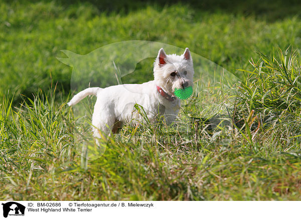 West Highland White Terrier / West Highland White Terrier / BM-02686