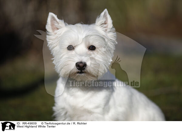 West Highland White Terrier / West Highland White Terrier / RR-49609