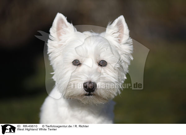 West Highland White Terrier / West Highland White Terrier / RR-49610