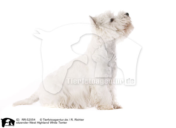 sitzender West Highland White Terrier / sitting West Highland White Terrier / RR-52054