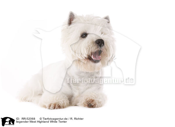 liegender West Highland White Terrier / RR-52068