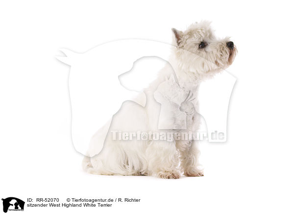 sitzender West Highland White Terrier / RR-52070