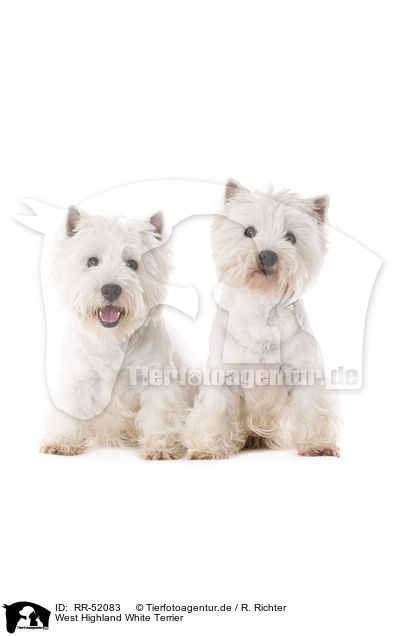 West Highland White Terrier / RR-52083