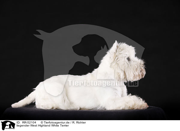 liegender West Highland White Terrier / RR-52104