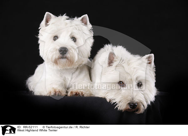 West Highland White Terrier / West Highland White Terriers / RR-52111