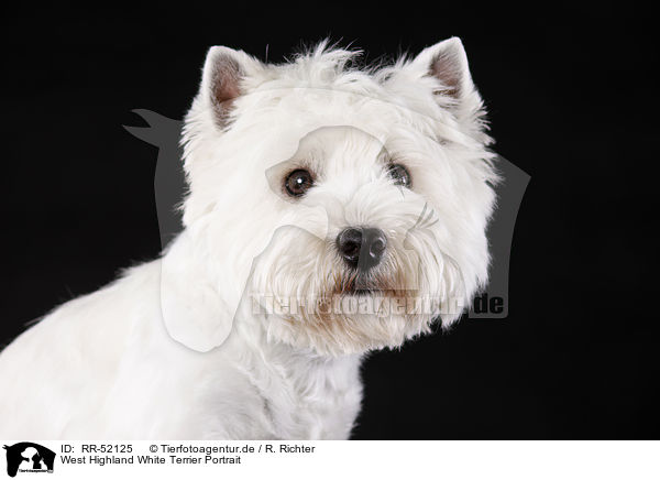 West Highland White Terrier Portrait / West Highland White Terrier Portrait / RR-52125
