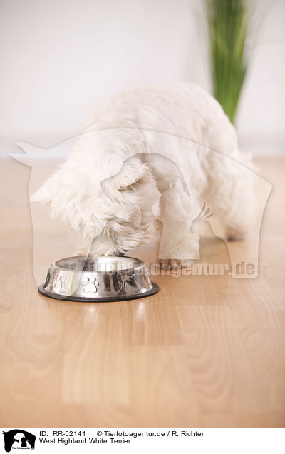 West Highland White Terrier / West Highland White Terrier / RR-52141