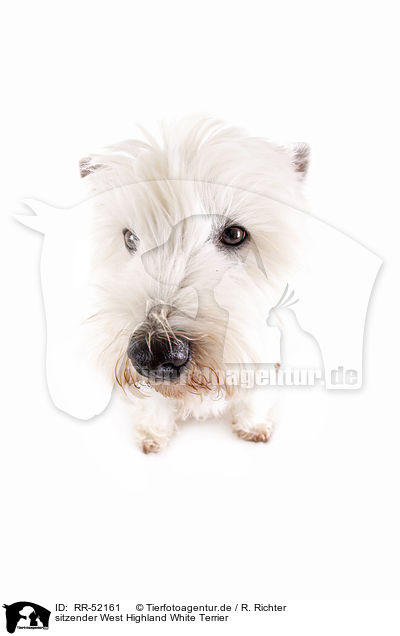 sitzender West Highland White Terrier / sitting West Highland White Terrier / RR-52161