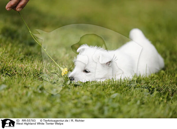West Highland White Terrier Welpe / puppy / RR-55783
