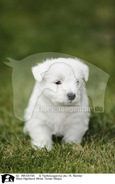 West Highland White Terrier Welpe / RR-55795