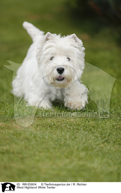 West Highland White Terrier / RR-55804