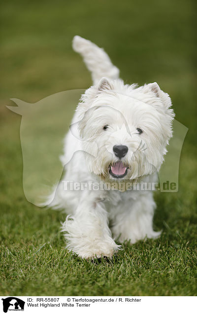 West Highland White Terrier / RR-55807