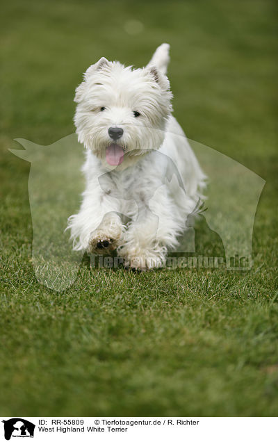 West Highland White Terrier / RR-55809