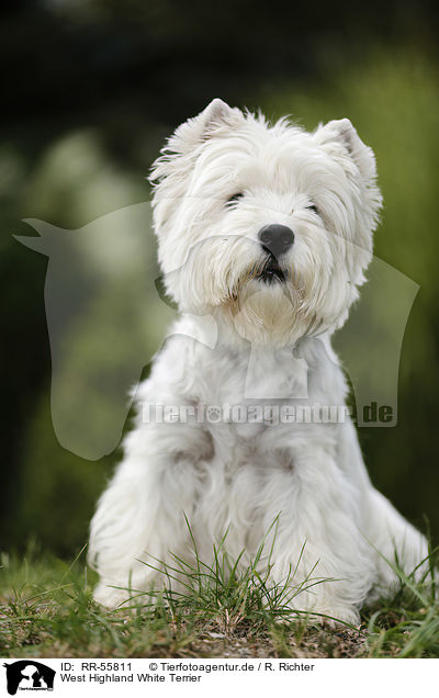 West Highland White Terrier / West Highland White Terrier / RR-55811