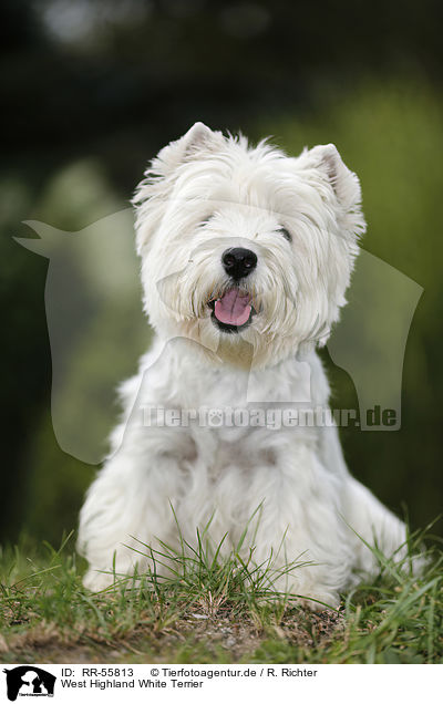 West Highland White Terrier / RR-55813