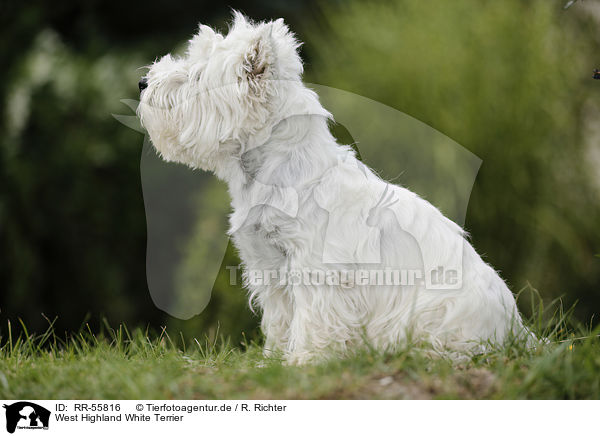 West Highland White Terrier / RR-55816