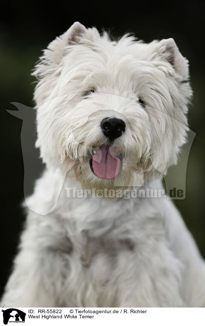West Highland White Terrier / RR-55822