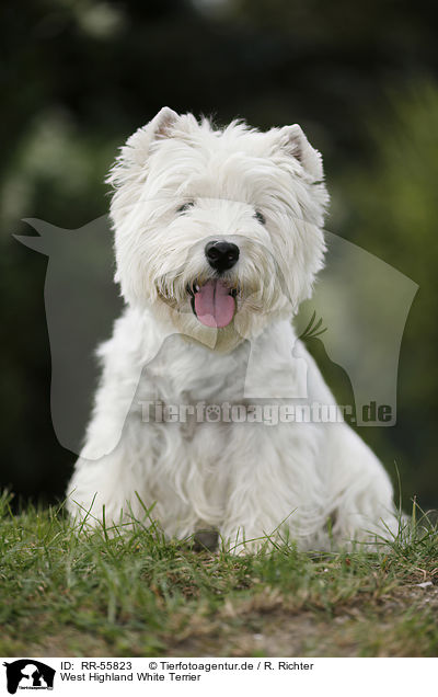 West Highland White Terrier / RR-55823